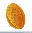 A grain of Peony pollen